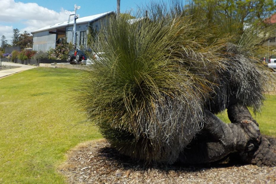 Grass tree near the Claremont train station