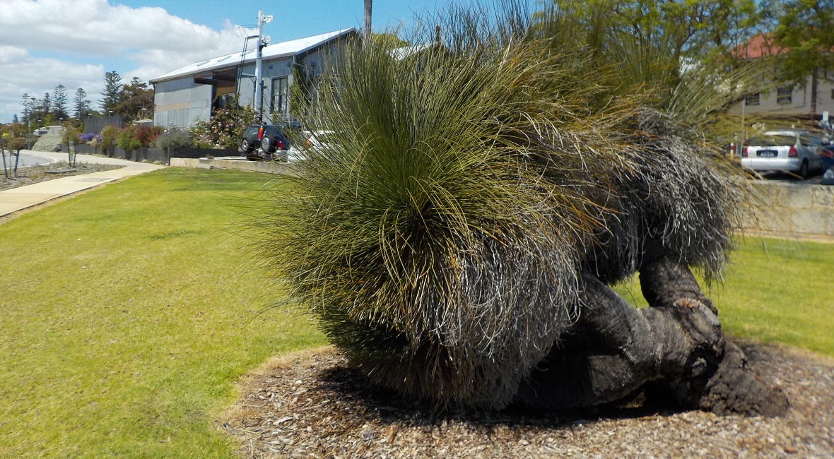 Grass tree near the Claremont train station